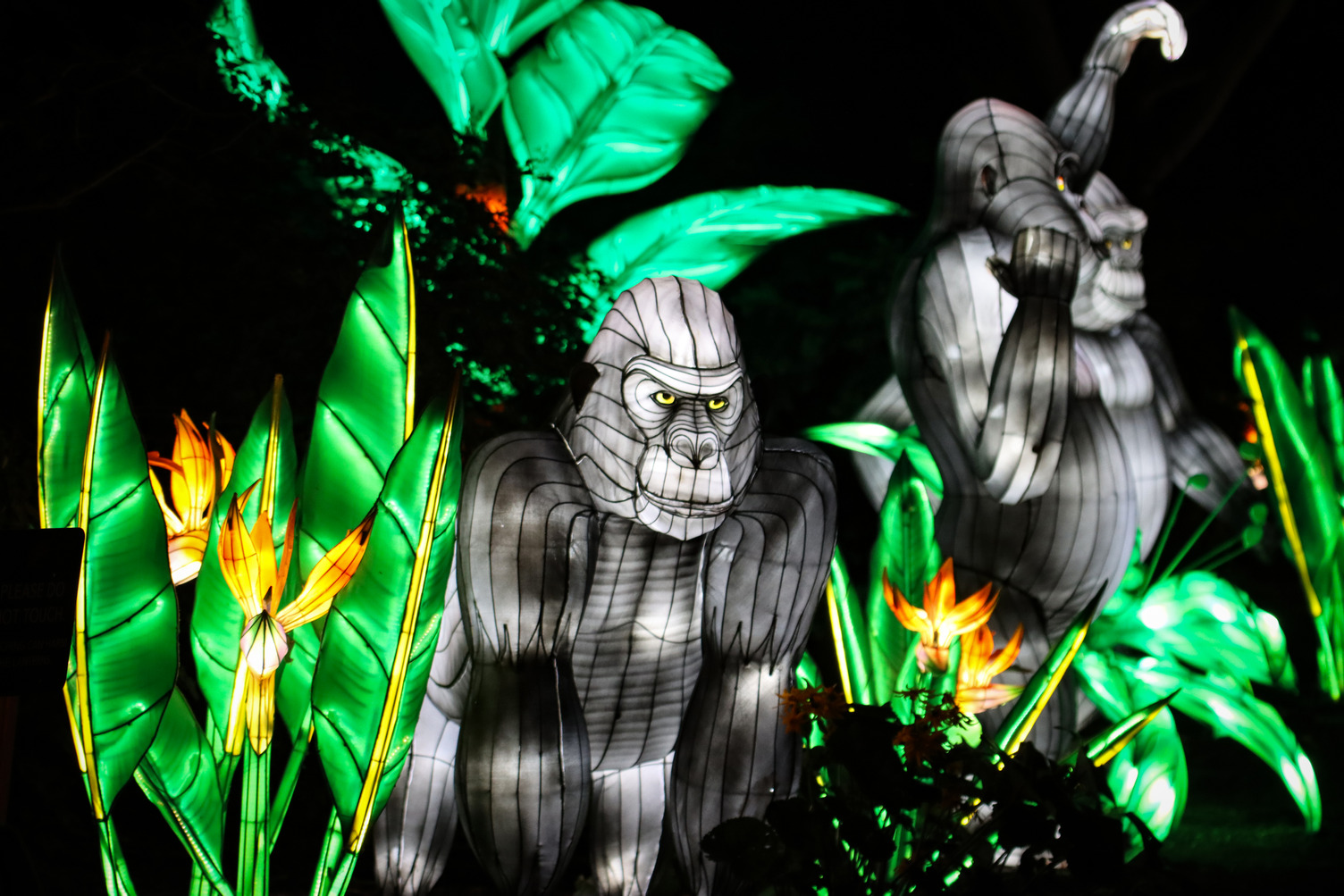 zoo lantern fest_gorilla